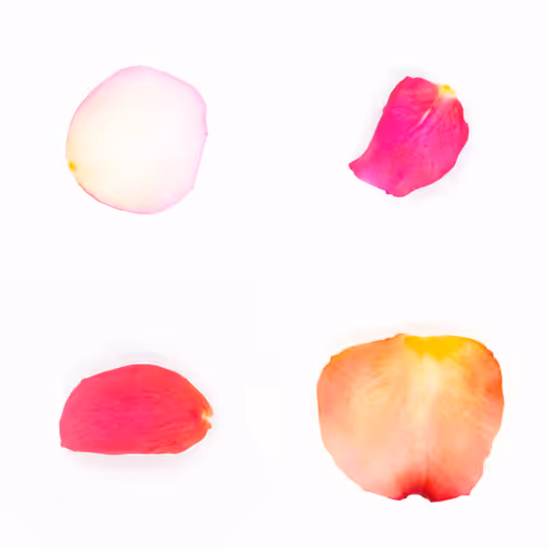 Infinite Petals By Sarah Meyohas