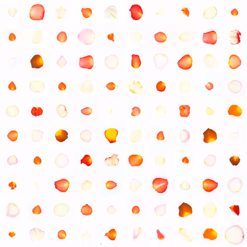 Infinite Petals By Sarah Meyohas