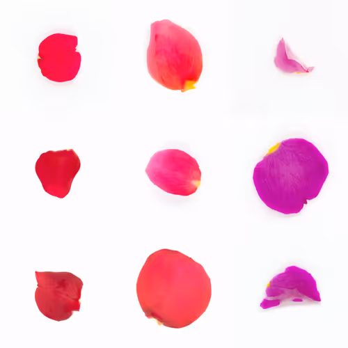 Infinite Petals By Sarah Meyohas
