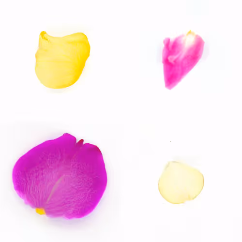 Infinite Petals By Sarah Meyohas