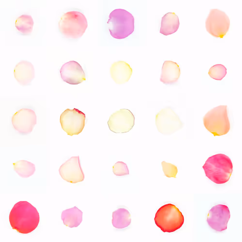 Infinite Petals By Sarah Meyohas