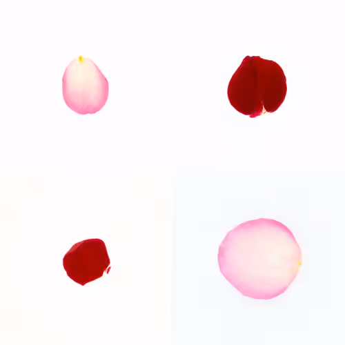 Infinite Petals By Sarah Meyohas