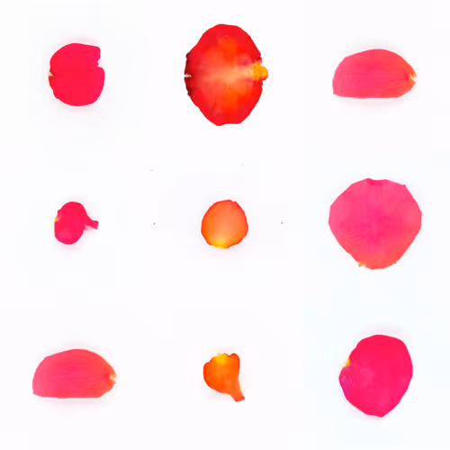 Infinite Petals By Sarah Meyohas