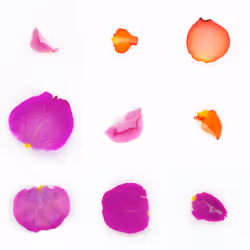 Infinite Petals 3x3#1663