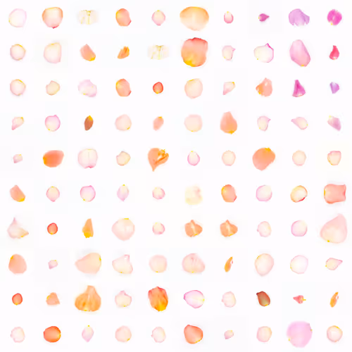 Infinite Petals By Sarah Meyohas