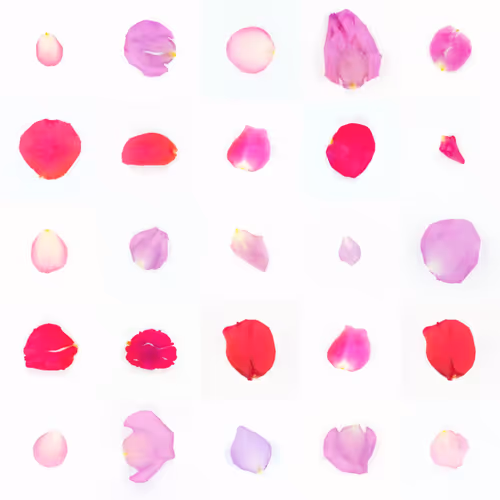 Infinite Petals By Sarah Meyohas
