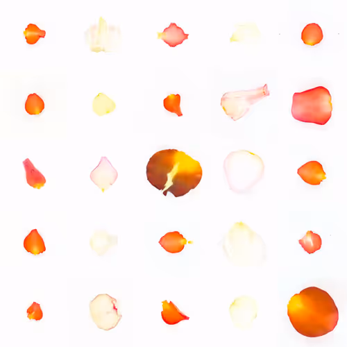 Infinite Petals By Sarah Meyohas