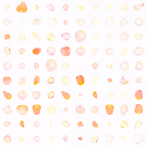 Infinite Petals By Sarah Meyohas