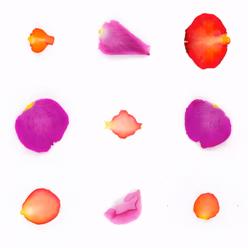 Infinite Petals By Sarah Meyohas