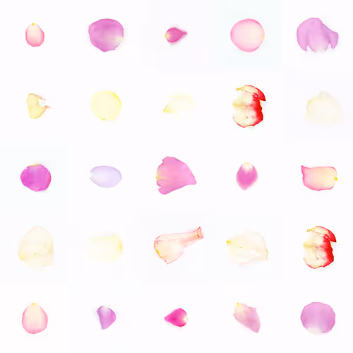 Infinite Petals By Sarah Meyohas