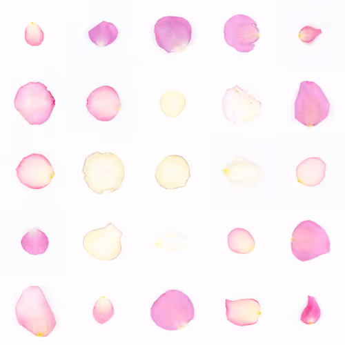 Infinite Petals By Sarah Meyohas