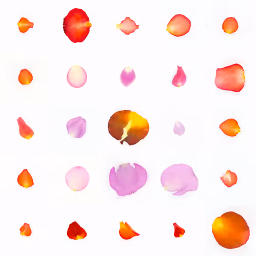 Infinite Petals By Sarah Meyohas