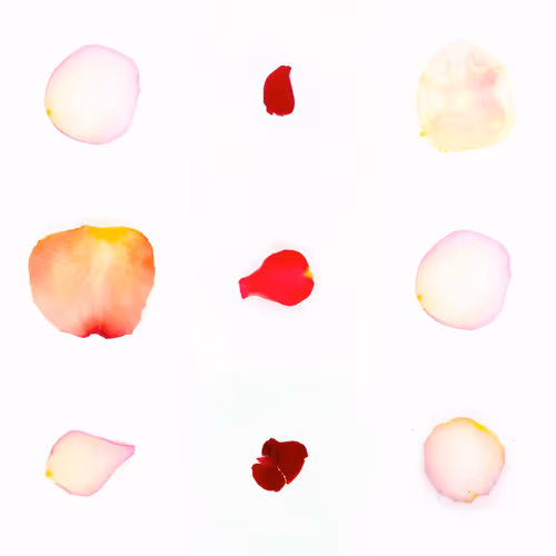Infinite Petals By Sarah Meyohas