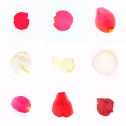 Infinite Petals 3x3#3696