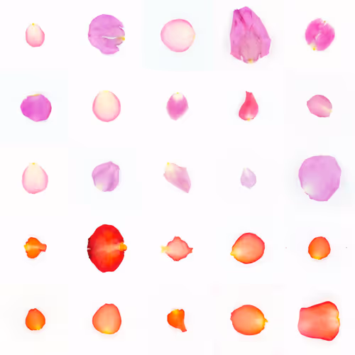 Infinite Petals By Sarah Meyohas