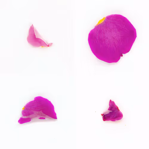 Infinite Petals 2x2#3924