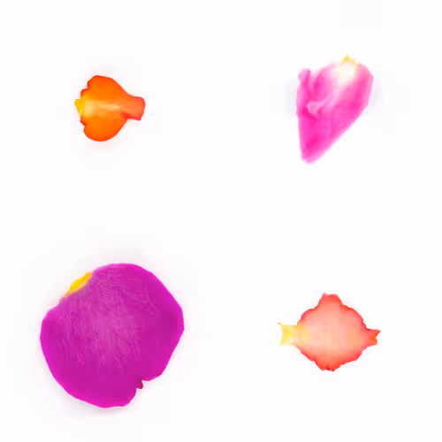 Infinite Petals By Sarah Meyohas
