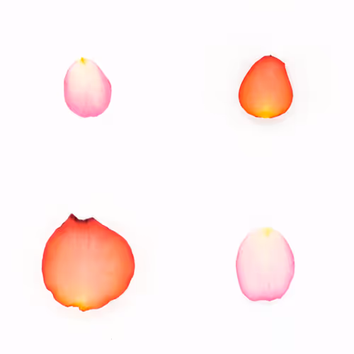 Infinite Petals By Sarah Meyohas