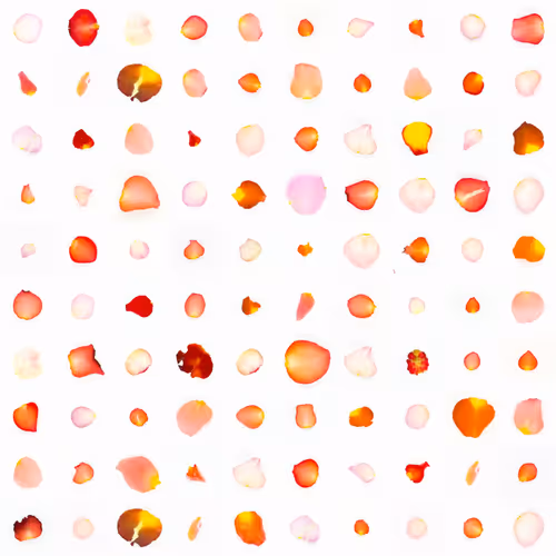 Infinite Petals By Sarah Meyohas