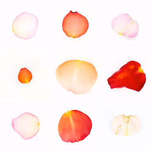 Infinite Petals By Sarah Meyohas