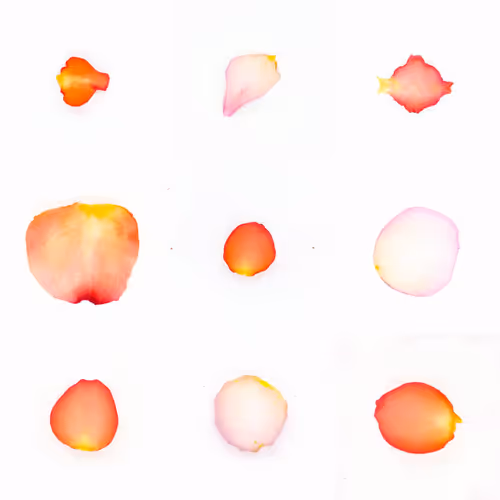 Infinite Petals By Sarah Meyohas