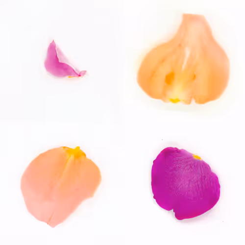 Infinite Petals By Sarah Meyohas