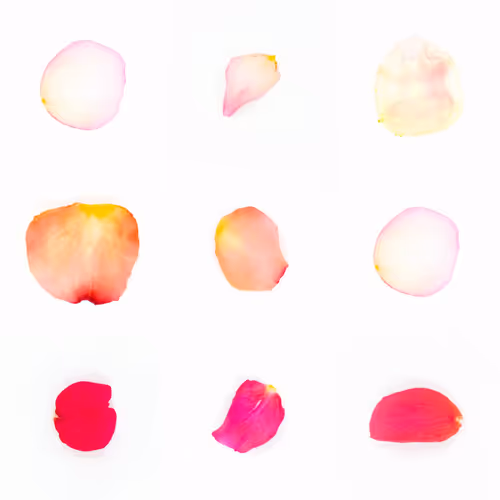 Infinite Petals By Sarah Meyohas