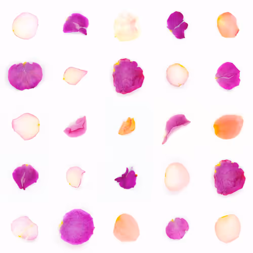 Infinite Petals By Sarah Meyohas