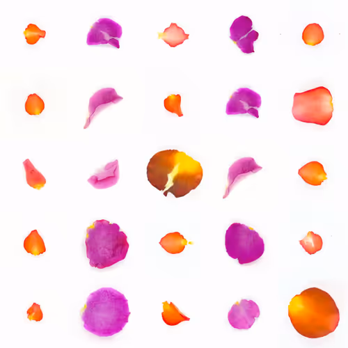 Infinite Petals By Sarah Meyohas