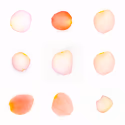 Infinite Petals 3x3#525