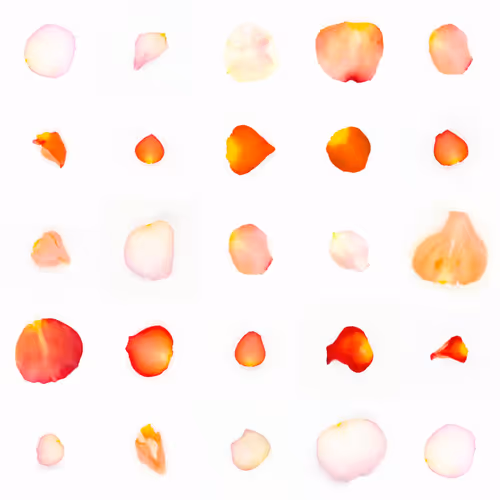 Infinite Petals By Sarah Meyohas