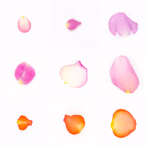 Infinite Petals By Sarah Meyohas