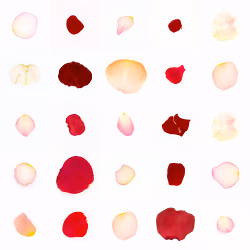 Infinite Petals By Sarah Meyohas