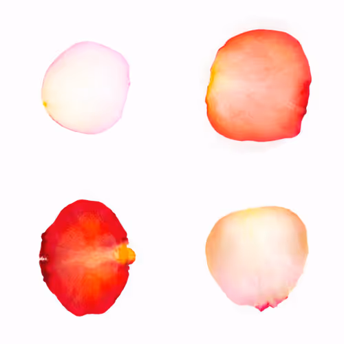 Infinite Petals By Sarah Meyohas