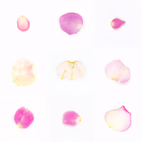 Infinite Petals By Sarah Meyohas