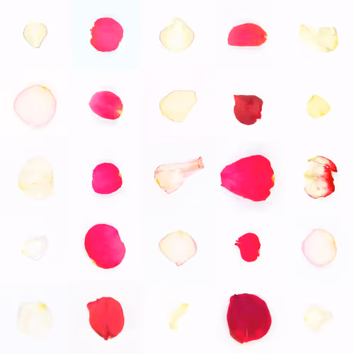Infinite Petals By Sarah Meyohas