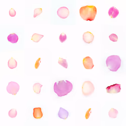 Infinite Petals 5x5#20191
