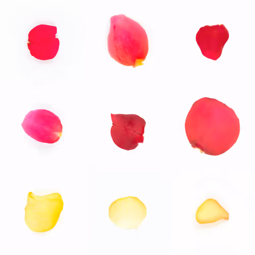 Infinite Petals By Sarah Meyohas
