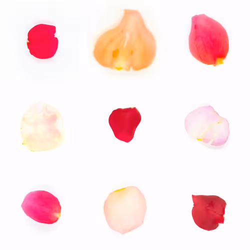 Infinite Petals By Sarah Meyohas