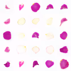 Infinite Petals 5x5#20167