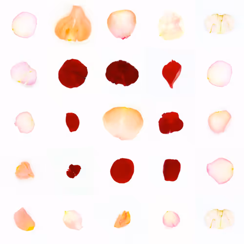 Infinite Petals By Sarah Meyohas