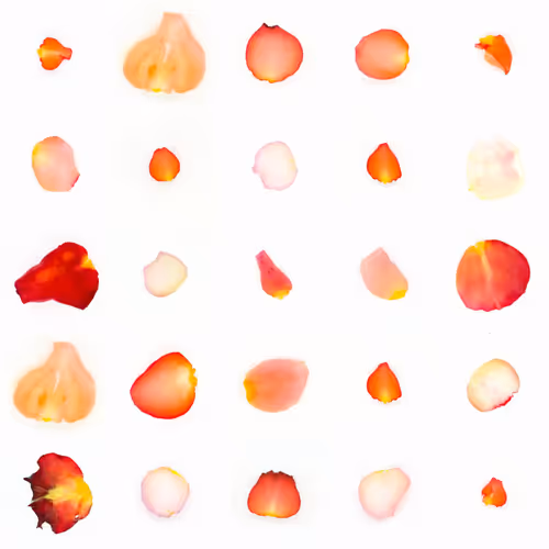 Infinite Petals By Sarah Meyohas
