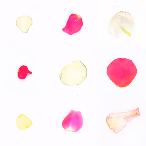 Infinite Petals By Sarah Meyohas