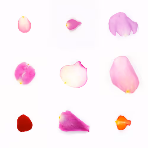 Infinite Petals By Sarah Meyohas