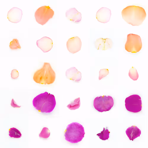 Infinite Petals By Sarah Meyohas