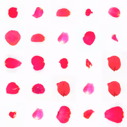 Infinite Petals 5x5#279