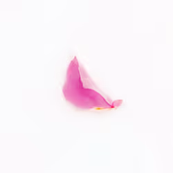 Infinite Petals 1x1#102