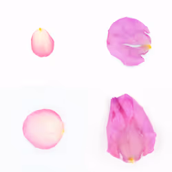 Infinite Petals 2x2#20004