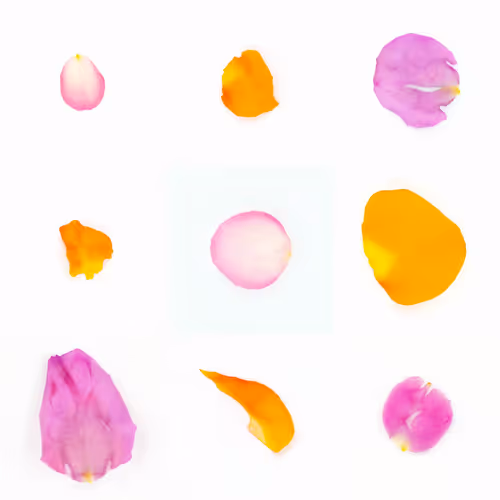 Infinite Petals By Sarah Meyohas