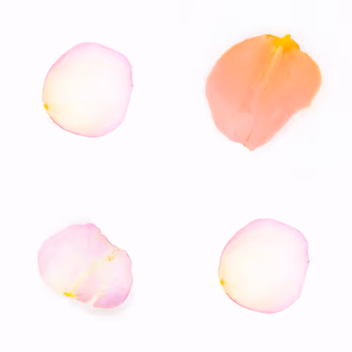 Infinite Petals By Sarah Meyohas